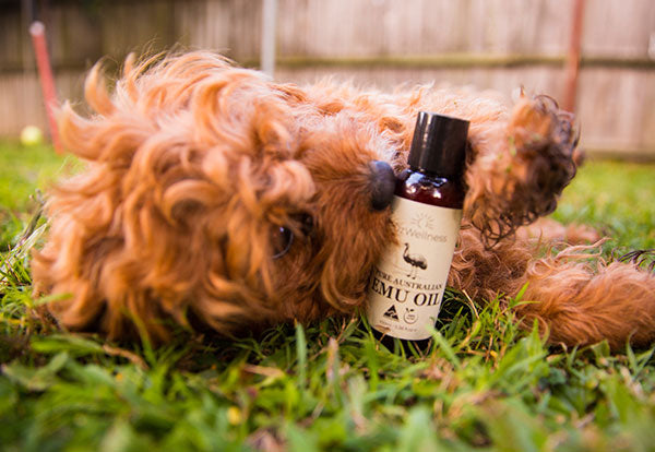 Can I use emu oil on my dog?