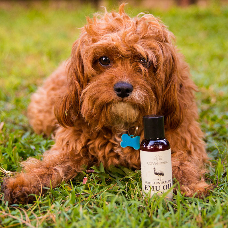 Essential oil shop for dog rash