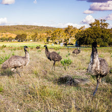 Load image into Gallery viewer, Emus roaming freely at the farm