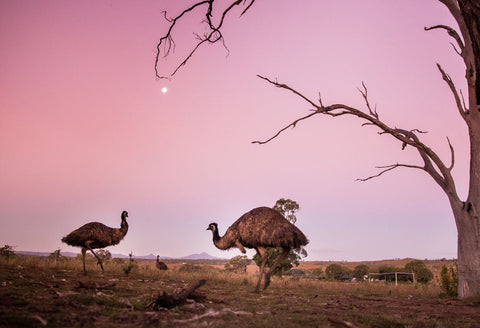 Emu Oil - Much More Than Just Skincare