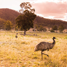 Load image into Gallery viewer, Our emu farm at sunset with emu in foreground and other emus in background with large hill in background - very typical Australian landscape

